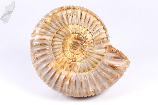 Ammonite Perisphinctes 7.6cm