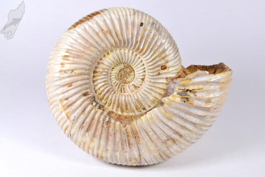 Ammonite Perisphinctes 11.5cm