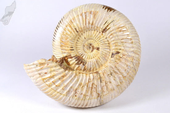 Ammonite Perisphinctes 11.5cm