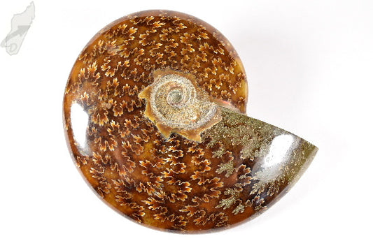 Ammonite Cleoniceras Polished Large 13.3cm