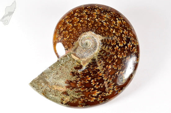 Ammonite Cleoniceras Polished Large 13.3cm