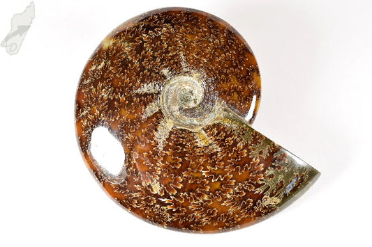 Ammonite Cleoniceras Polished Large 13.2cm