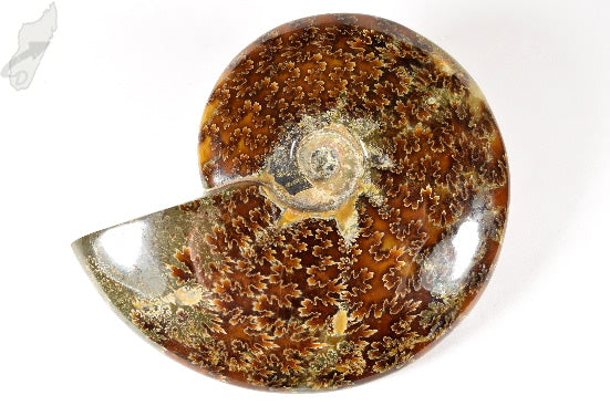 Ammonite Cleoniceras Polished Large 13.2cm