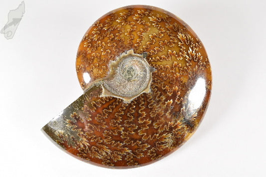 Ammonite Cleoniceras Polished 12.2cm