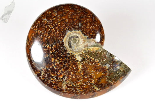 Ammonite Cleoniceras Polished 11.8cm