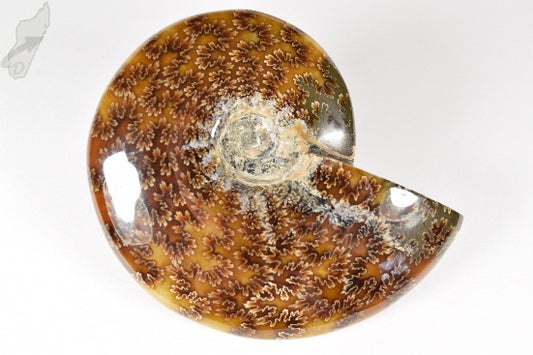 Ammonite Cleoniceras Polished 11.2cm