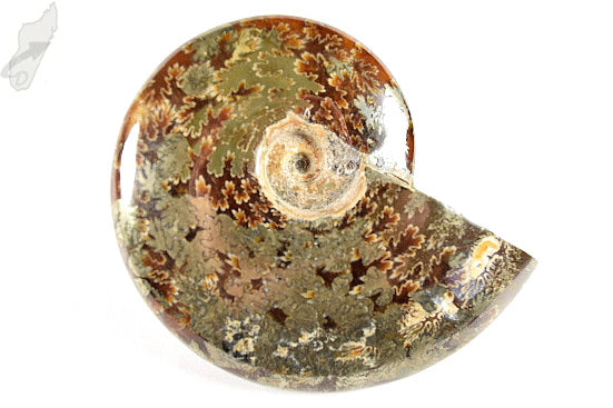 Ammonite Cleoniceras Polished 10cm