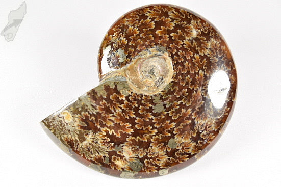 Ammonite Cleoniceras Polished 10cm