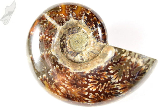 Ammonite Lytoceras Polished 9.7cm