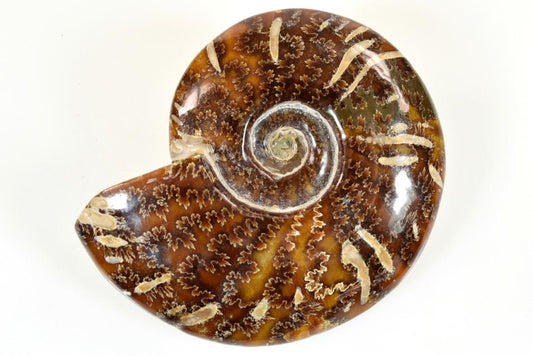 Ammonite Cleoniceras Polished Large 13.2cm