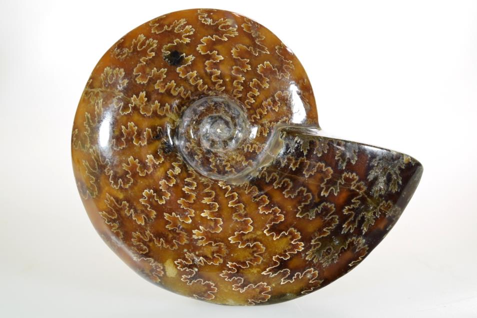 Ammonite Cleoniceras Polished 10.7cm