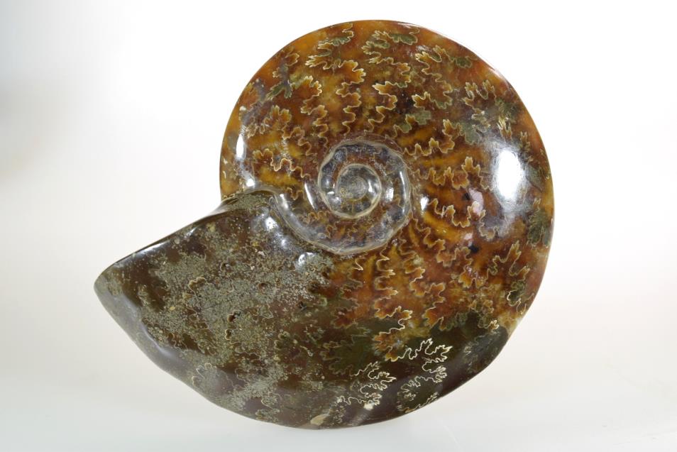 Ammonite Cleoniceras Polished 10.7cm