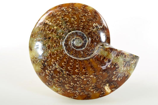 Ammonite Cleoniceras Polished 13.3cm