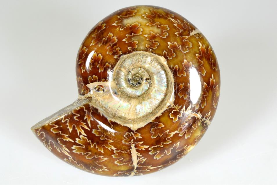 Ammonite Puzosia Polished 8.4cm