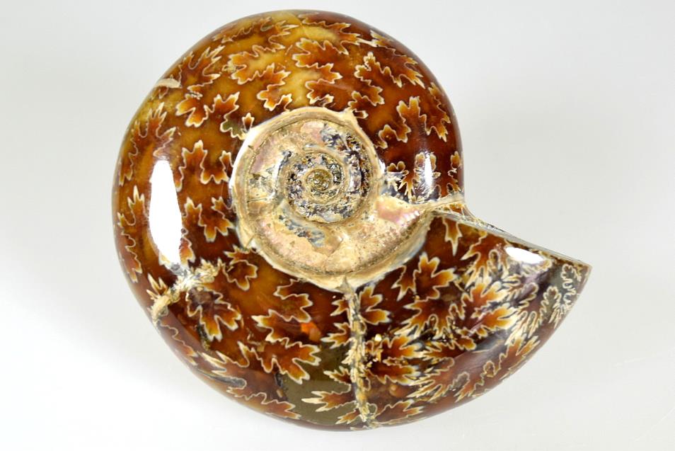 Ammonite Puzosia Polished 8.4cm