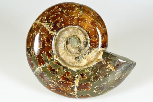 Ammonite Puzosia Polished Large 12.7cm