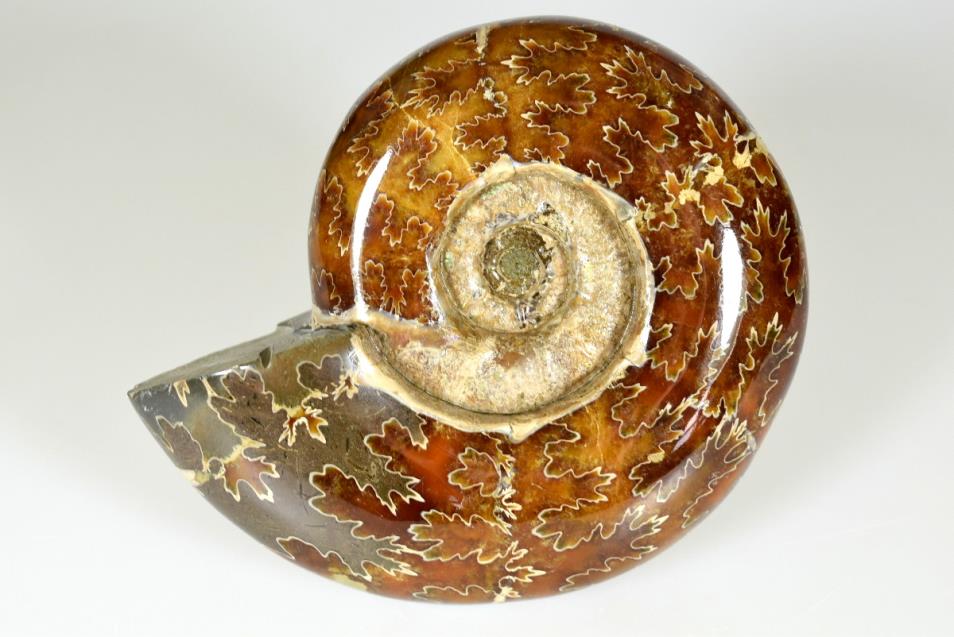 Ammonite Puzosia Polished Large 12.7cm