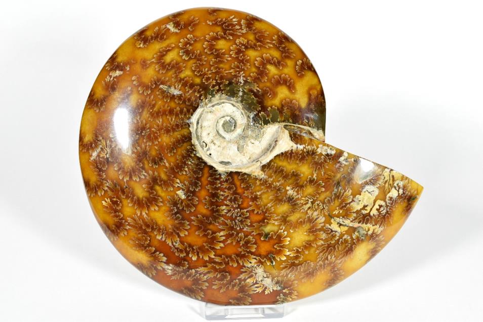 Ammonite Cleoniceras Polished Large 18.8cm