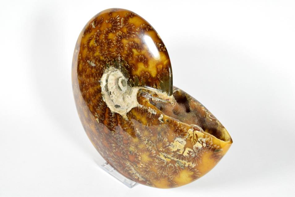 Ammonite Cleoniceras Polished Large 18.8cm