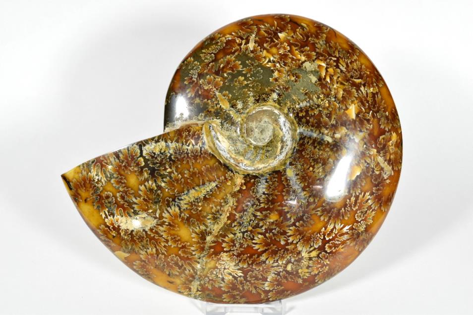 Ammonite Cleoniceras Polished Large 18.8cm