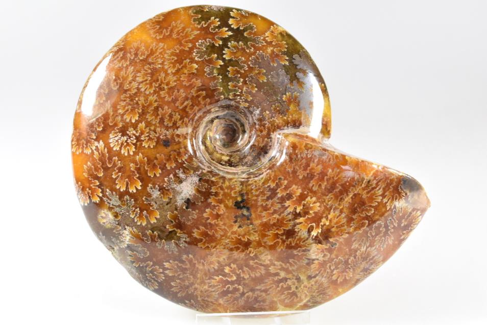 Ammonite Cleoniceras Polished Large 13.2cm