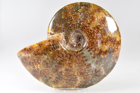 Ammonite Cleoniceras Polished Large 13.2cm