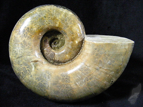 Ammonite Lytoceras Very Large 11cm