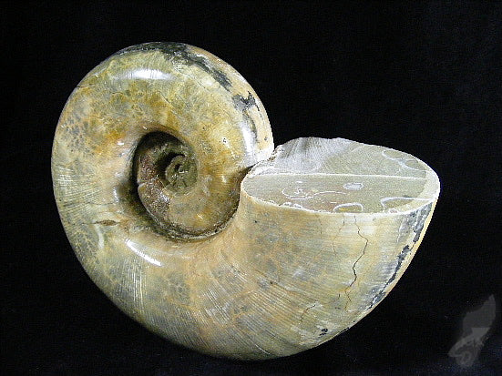 Ammonite Lytoceras Very Large 11cm