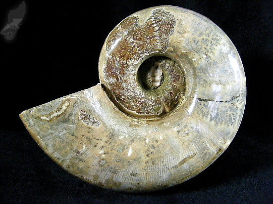 Ammonite Lytoceras Very Large 11cm