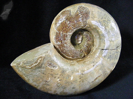 Ammonite Lytoceras Very Large 11cm