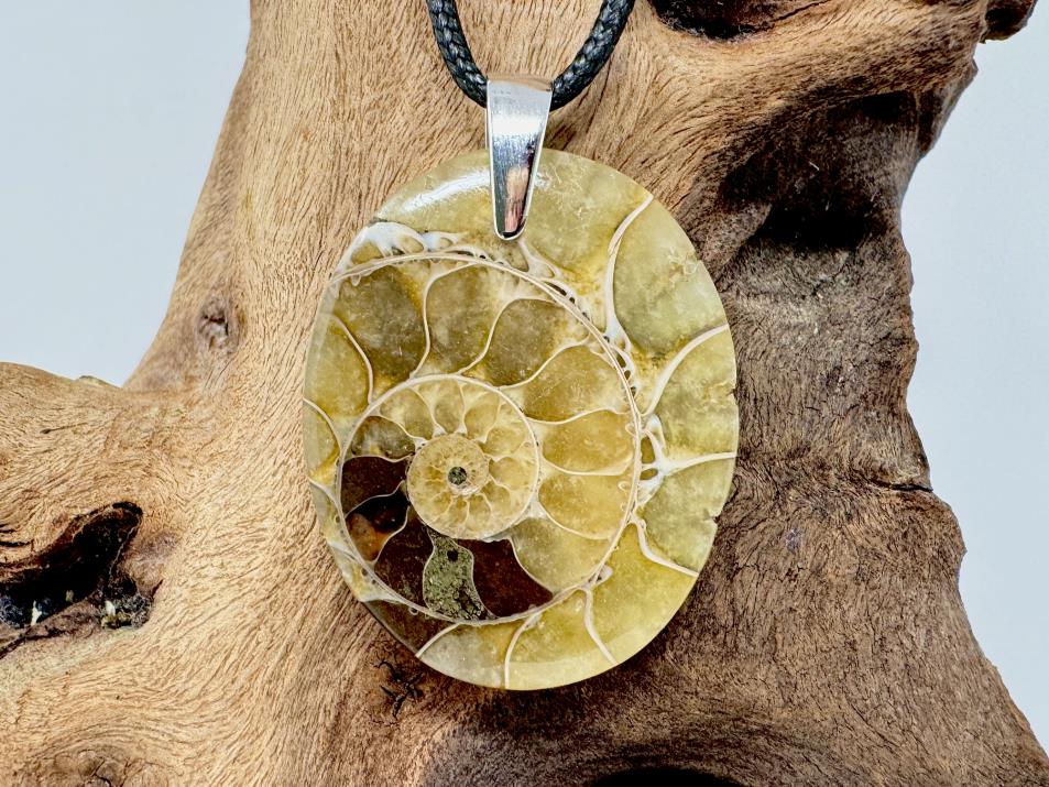 Ammonite Section Pendant Oval 3.8cm