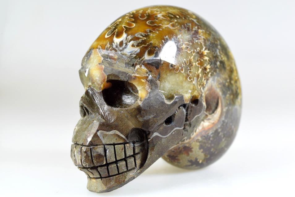 Ammonite Skull Carving Large 10.3cm