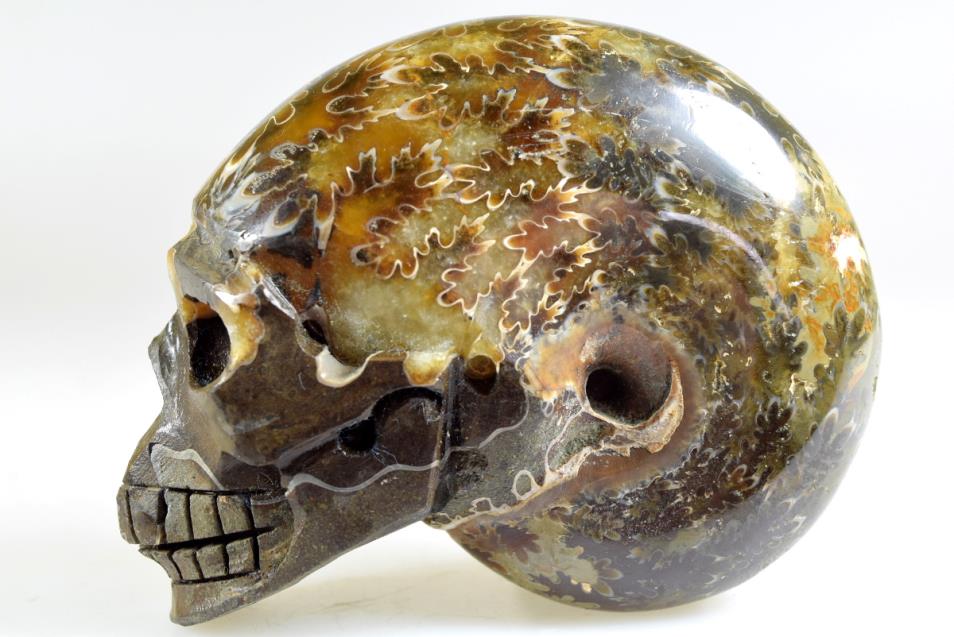 Ammonite Skull Carving Large 10.3cm