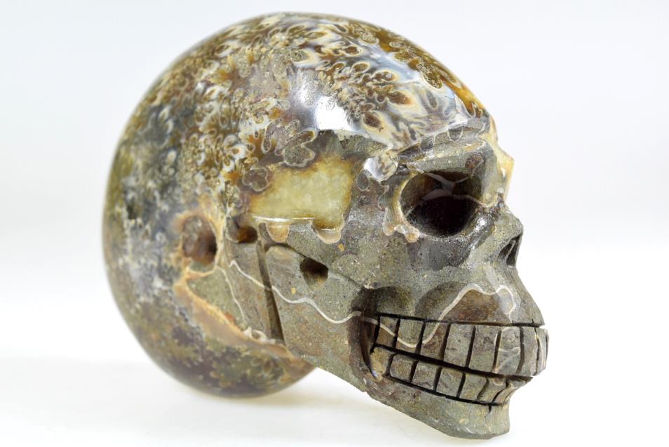 Ammonite Skull Carving Large 10.3cm