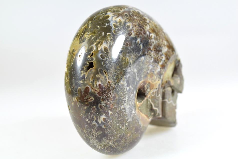 Ammonite Skull Carving Large 10.3cm