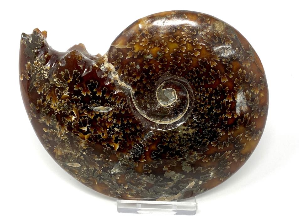 Ammonite Cleoniceras Polished 12.2cm