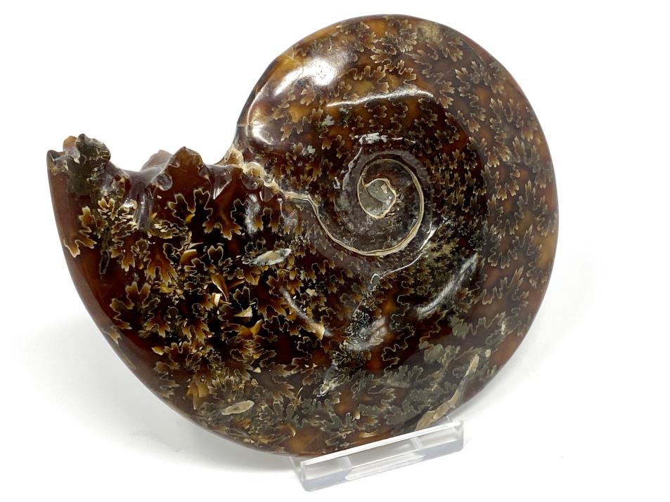 Ammonite Cleoniceras Polished 12.2cm