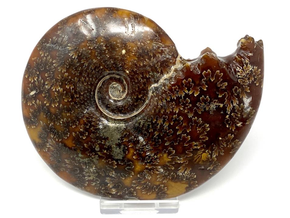 Ammonite Cleoniceras Polished 12.2cm