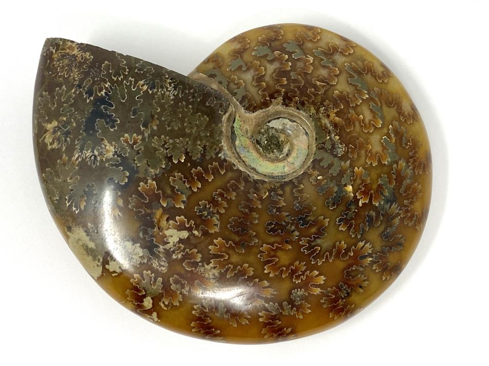 Ammonite Cleoniceras Polished 9.1cm