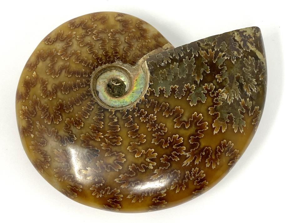 Ammonite Cleoniceras Polished 9.1cm