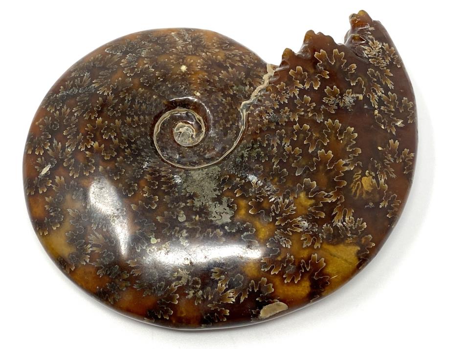 Ammonite Cleoniceras Polished 12.2cm