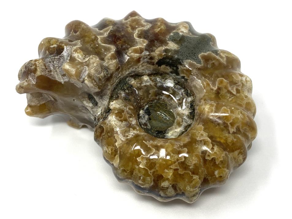 Ammonite Douvilleiceras Polished 6.2cm