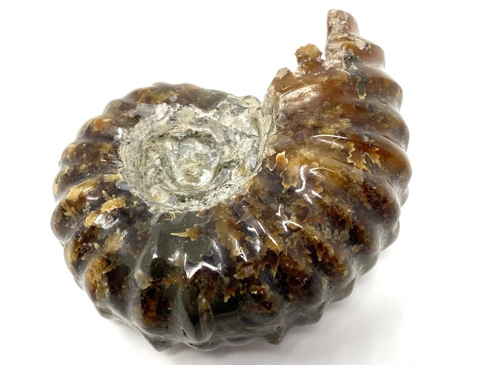 Ammonite Douvilleiceras Polished 6.3cm