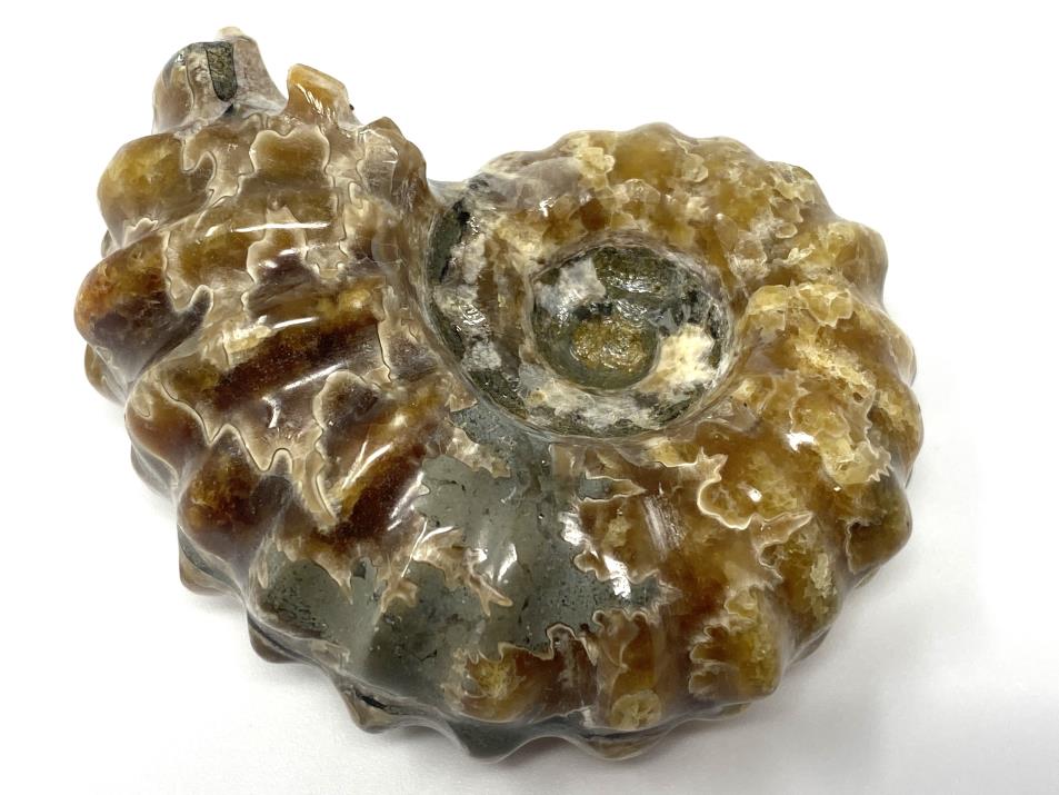 Ammonite Douvilleiceras Polished 6.2cm