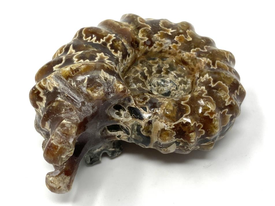 Ammonite Douvilleiceras Polished 7cm