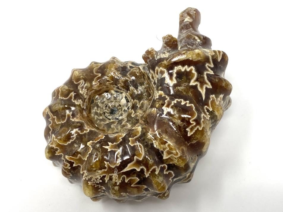 Ammonite Douvilleiceras Polished 7cm