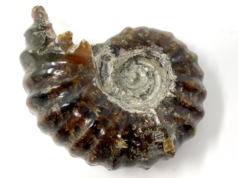 Ammonite Douvilleiceras Polished 6.3cm