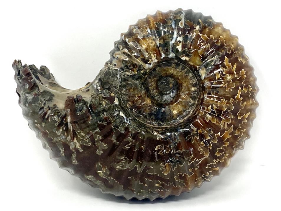 Ammonite Douvilleiceras Polished Very Large 17.1cm