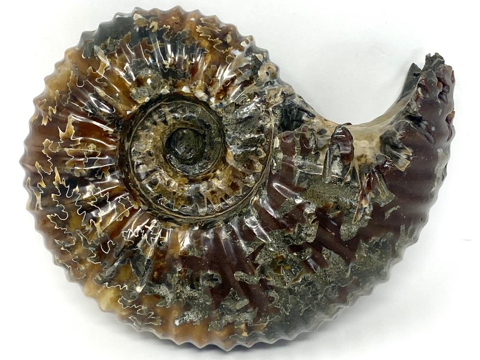 Ammonite Douvilleiceras Polished Very Large 17.1cm