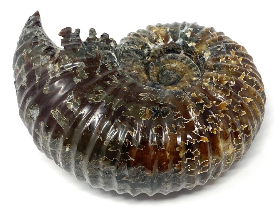 Ammonite Douvilleiceras Polished Very Large 17.1cm